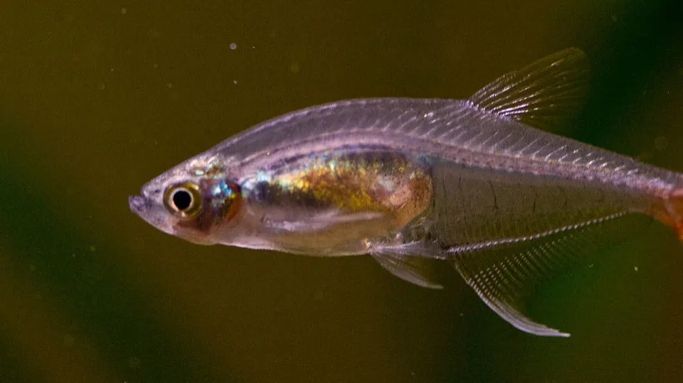 Close up of a translucent fish with a red tail  swimming against a blurred green background
